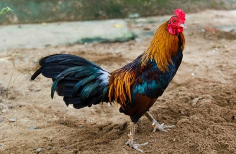 Tìm hiểu về khái niệm gà đá bo