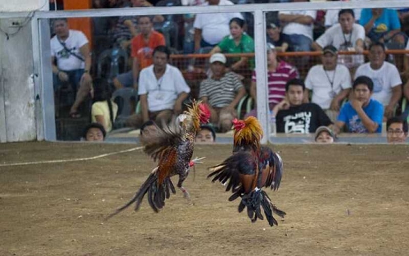 Sự lôi cuốn trong đá gà Philippines cựa sắt