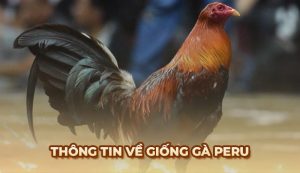 Gà Peru - Giống chiến kê xuất sắc trên mọi sàn đấu gà