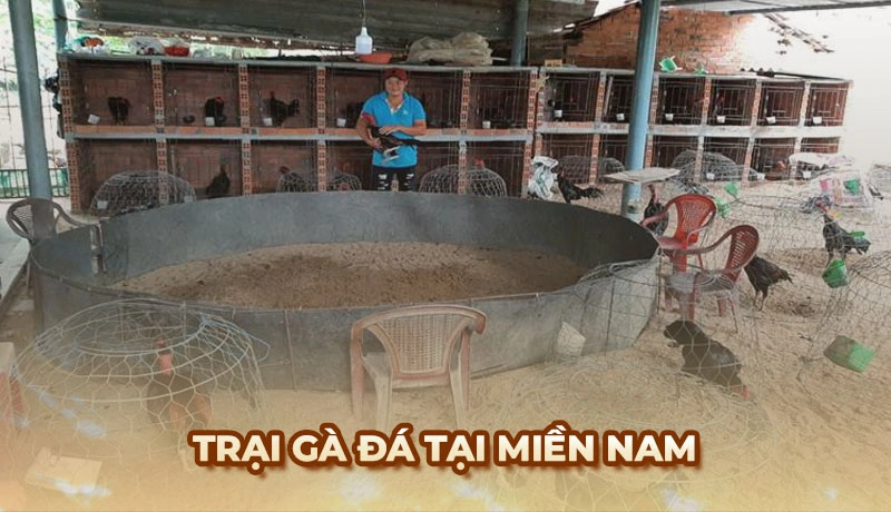 Trại gà đá tại miền Nam luôn được biết đến với việc chăn nuôi gà đá cựa sắt