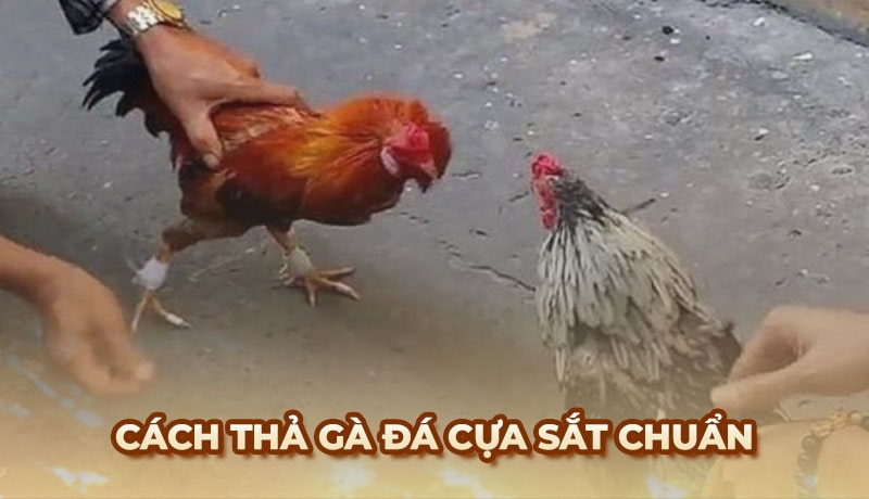 Cách thả gà đá cựa sắt giúp sư kê tăng cơ hội chiến thắng